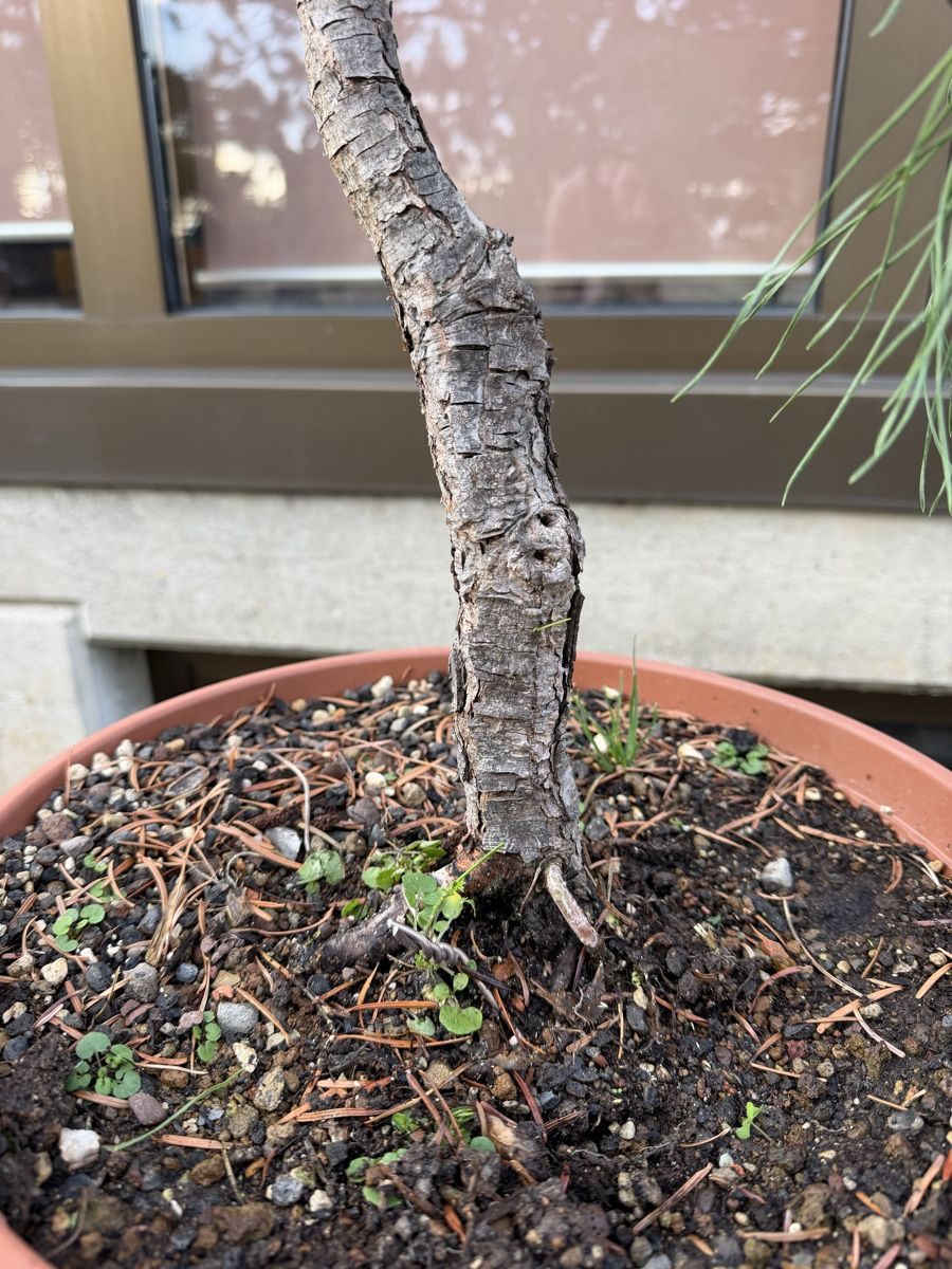 Piante & sementi: Pinus Sylvestris Bonsai – Usato da Suhr venduto da BonsaiGutzi 1