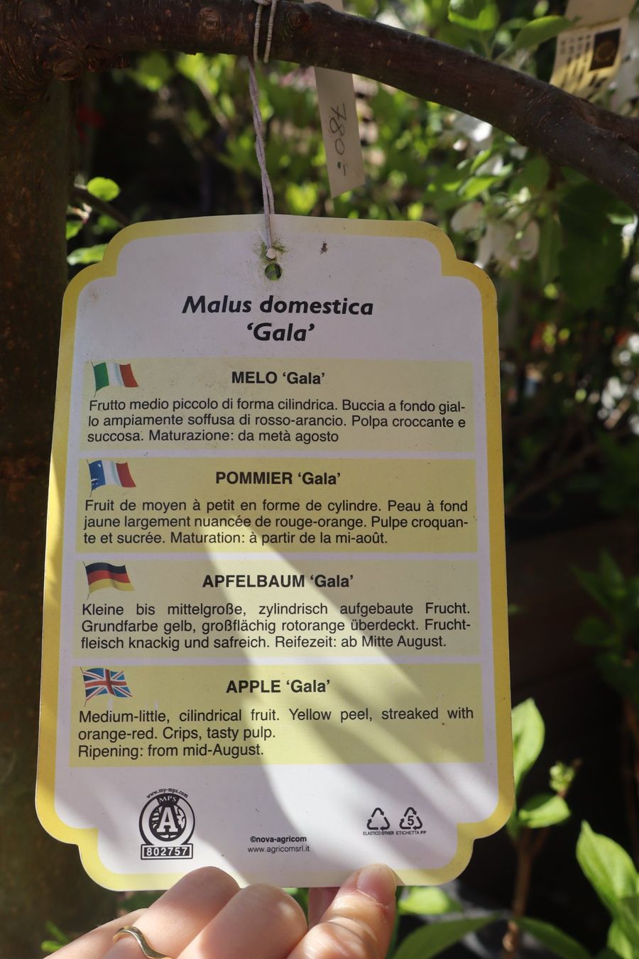Pflanzen & Samen: Apfelbaum "Gala" – Neu (gemäss Beschreibung) aus Sursee von pflugshaupt01 3