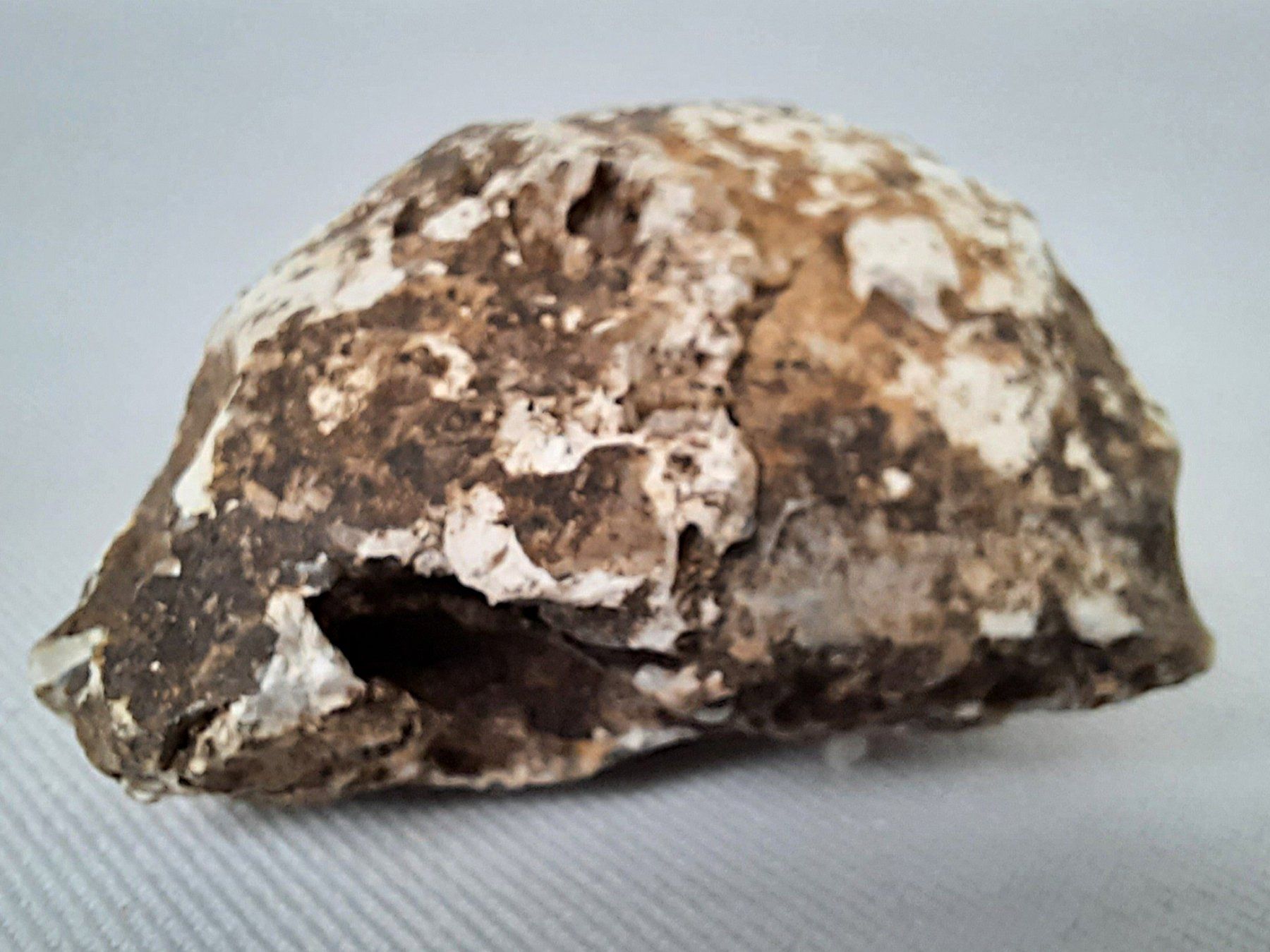 Fossili: Diverse Fossilien – Usato da Beinwil am See venduto da Restwert_Beinwil 5