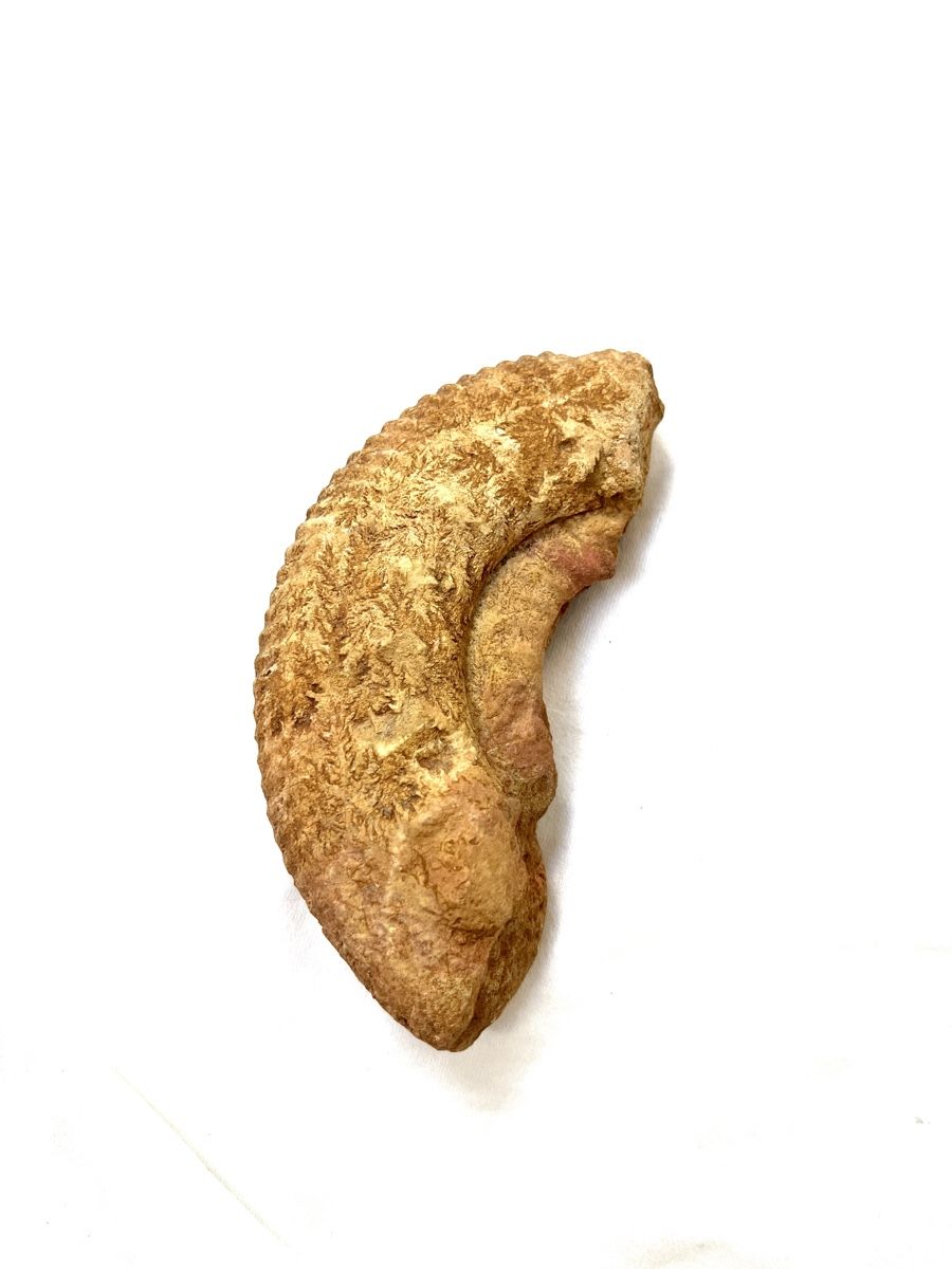 Fossilien: Ammonit Fossil – Gebraucht aus Gipf-Oberfrick von Sloth_1 2