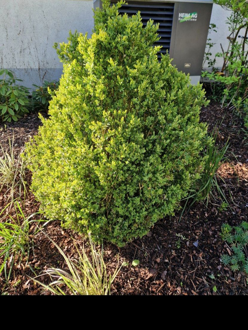 Piante & sementi: Buchsbaum, perfekt für Garten oder Terrasse, inklusive Topf! – Usato da KEHRSATZ venduto da Marina32 4