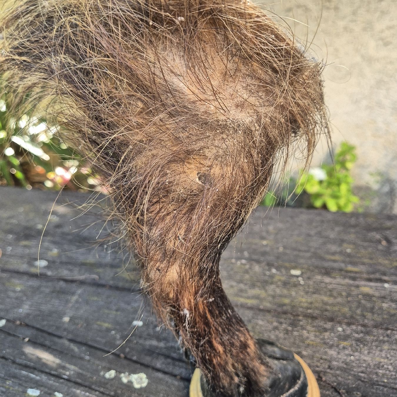 Welt der Tiere: Pied  naturalisé sur socle – Gebraucht aus Genthod von Lenas9 3