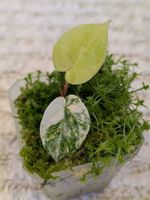 Anthurium Papillilaminum Var X Docblock Aurea Variegata