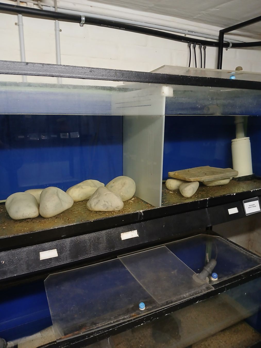 Acquari: 264L Stalramen Aquarien – Usato da Kappelen venduto da lue_nrl2