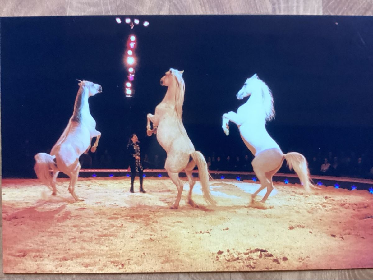 Foto & Immagini: Circus Knie Foto 1999 – Usato da Reichenbach i. K. venduto da astra2010