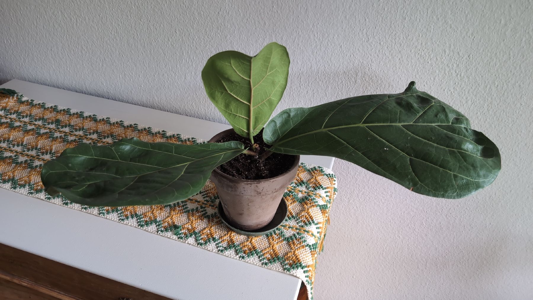 Pflanzen & Samen: Geigenfeige (Ficus lyrata) – Gebraucht aus Wallisellen von ali_x62p 5
