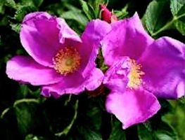 50 Samen von Wilde Hagebutten duftige Rose‪