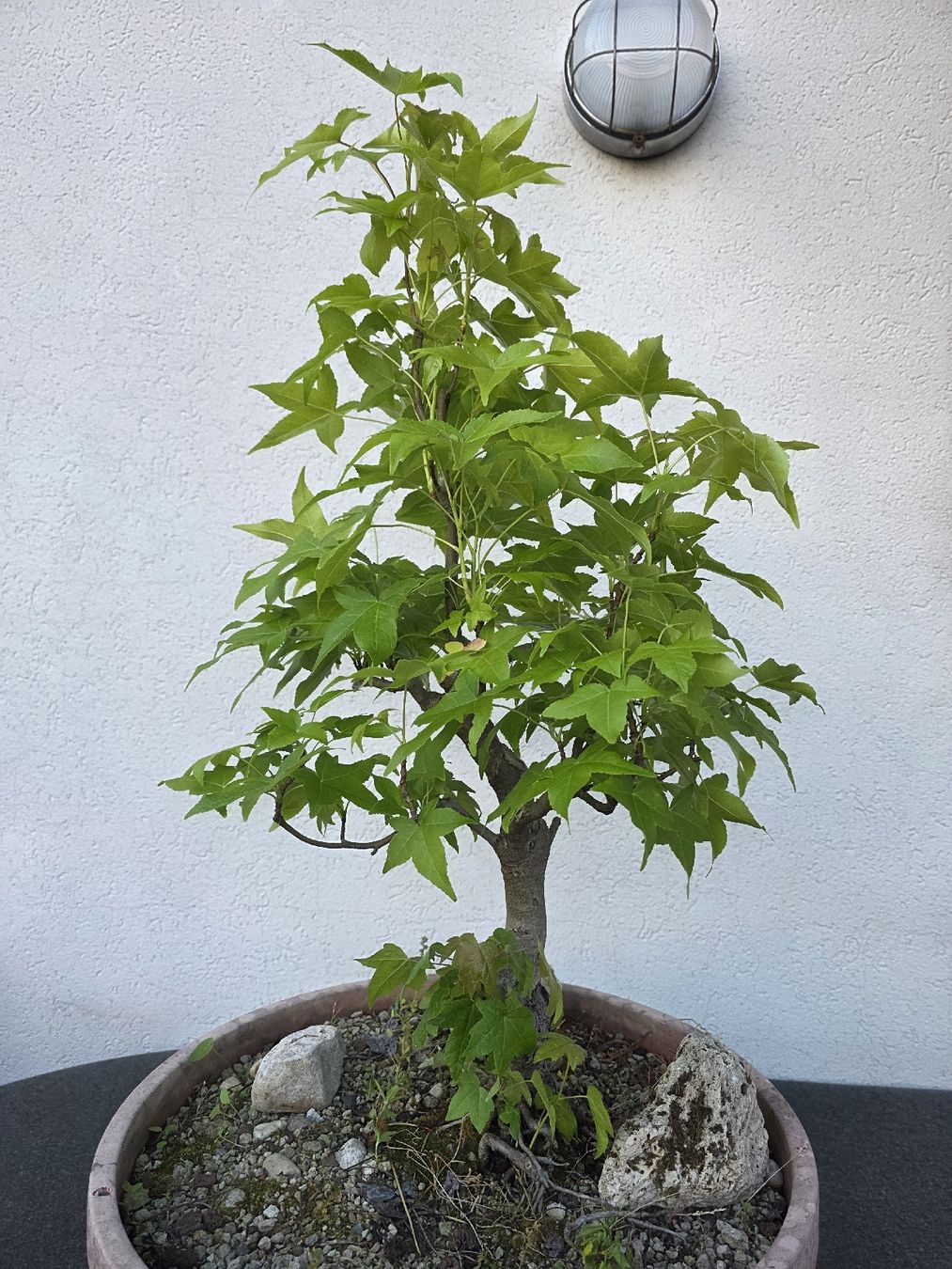 Piante & sementi: Ahorn Pre-Bonsai in Trainingstopf – Usato da Steinhausen venduto da Dsandro