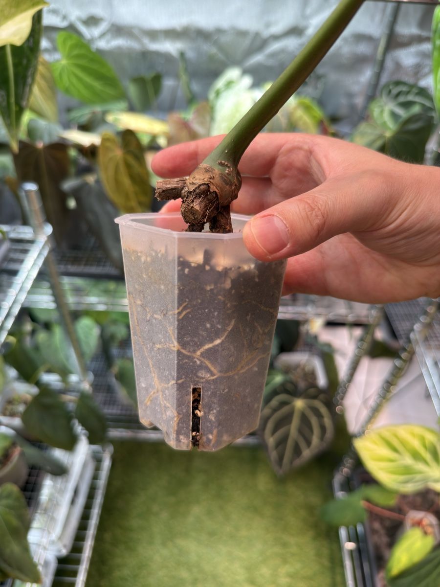 Piante & sementi: Monstera Compacta (Kunzo) | bouture multi noeuds – Usato da Morlon venduto da lucius.greenery 2
