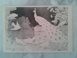 antike Postkarte "Pfau und Tauben", ungelaufen