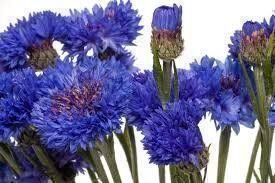 Piante & sementi: 25 Samen , Kornblume Blau – Nuovo (secondo la descrizione) da Eschen venduto da Saemereien24 3