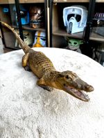 Krokodil..präpariert..echt..Sammlerstück Dekoration