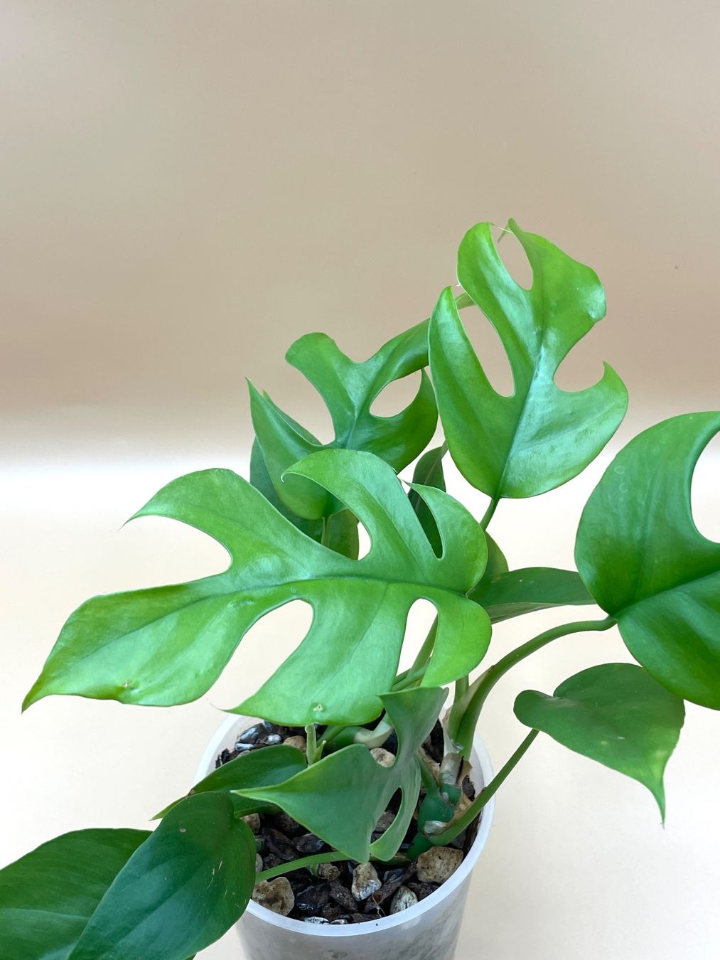Piante & sementi: Raphidophora tetrasperma – Nuovo (secondo la descrizione) da Zürich venduto da Leafscape 1