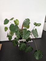 Grosse Monstera deliciosa inkl. Rankhilfe