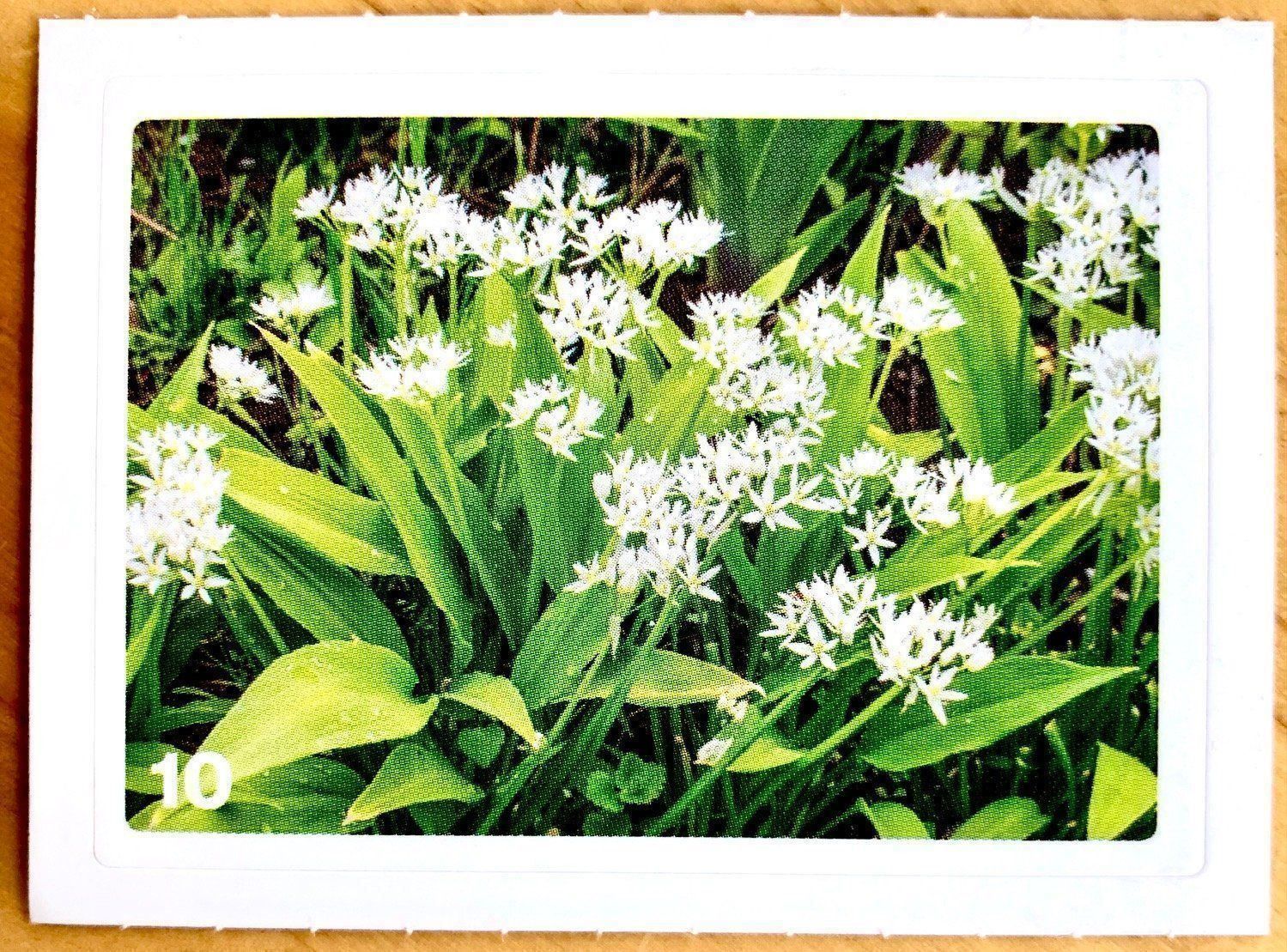 Migros Sammelbilder & Trading cards: Migros Nature Detectives - Bild Nr. 10 – Neu (gemäss Beschreibung) aus Oberrieden von Zimmerberg10