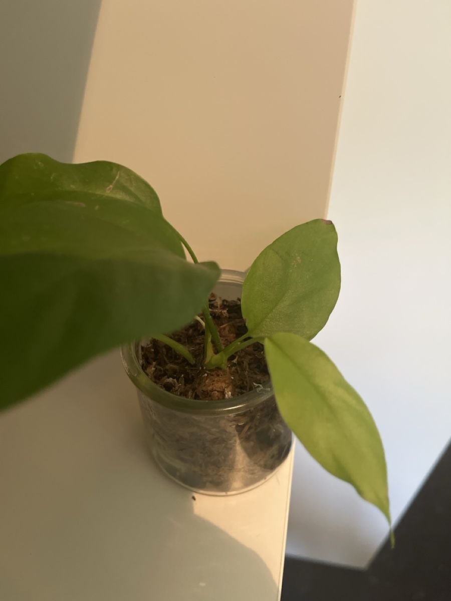 Piante & sementi: R. tetrasperma  – Usato da geroldswil venduto da Mimisa 1