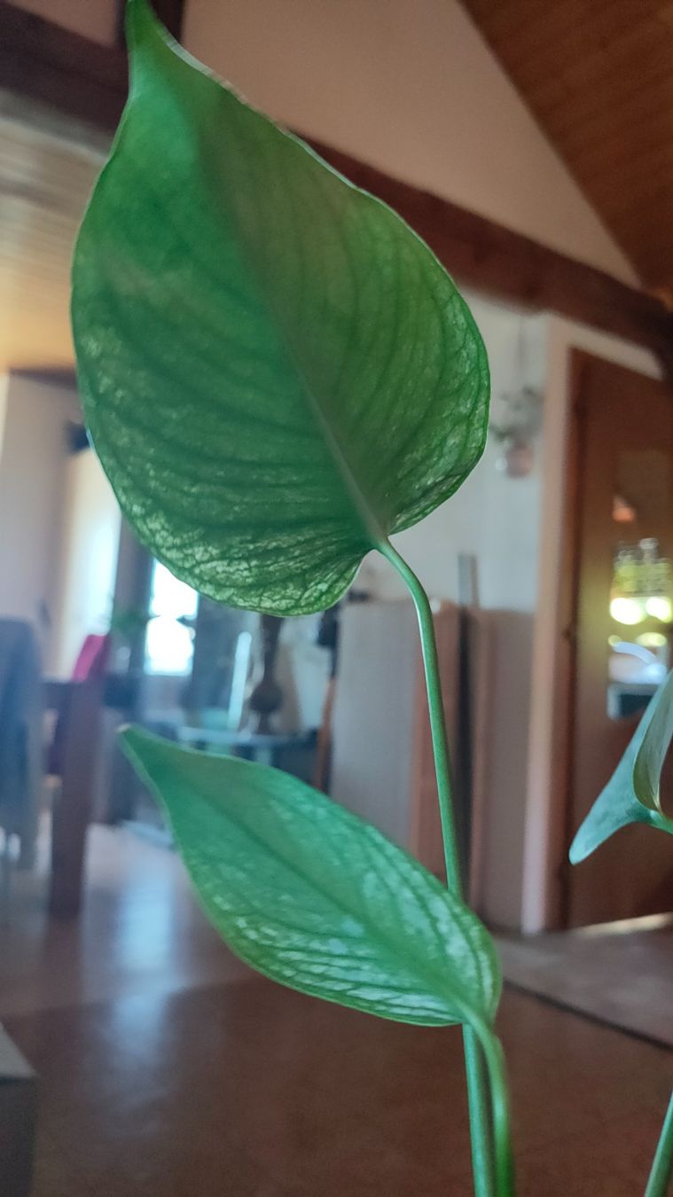 Piante & sementi: monstera Devil très rare !! – Nuovo (secondo la descrizione) da St-Aubin-Sauges venduto da may_2yrv 6