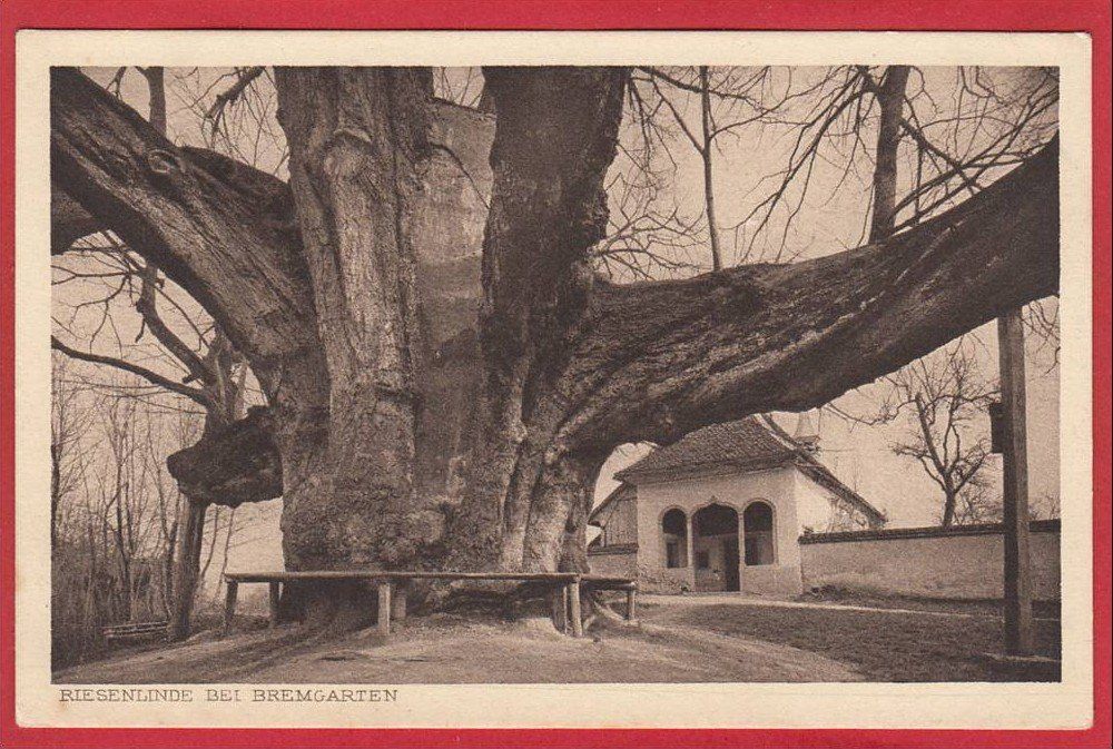Cartoline postali: BREMGARTEN RIESENLINDE – Usato da Grüningen venduto da Kartenlaube