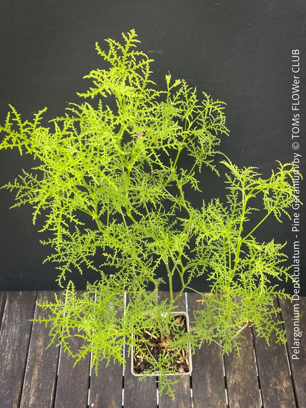 Piante & sementi: Pelargonium Denticulatum - Pine Geranium - fast 70cm gross – Nuovo (secondo la descrizione) da Adliswil venduto da TAKEYOURPLANT 2