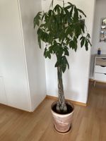 Glückskastanie