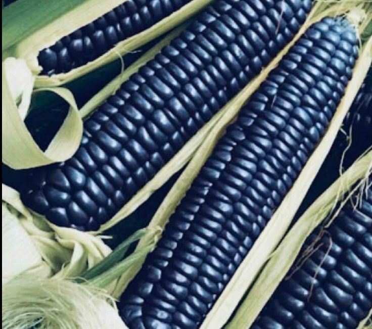 Piante & sementi: 100 SAMEN SCHWARZER MAIS «TORTILLA BLACK» – Nuovo e nell'imballaggio originale da Rovio venduto da POSITIFFARTandPLANTS 3