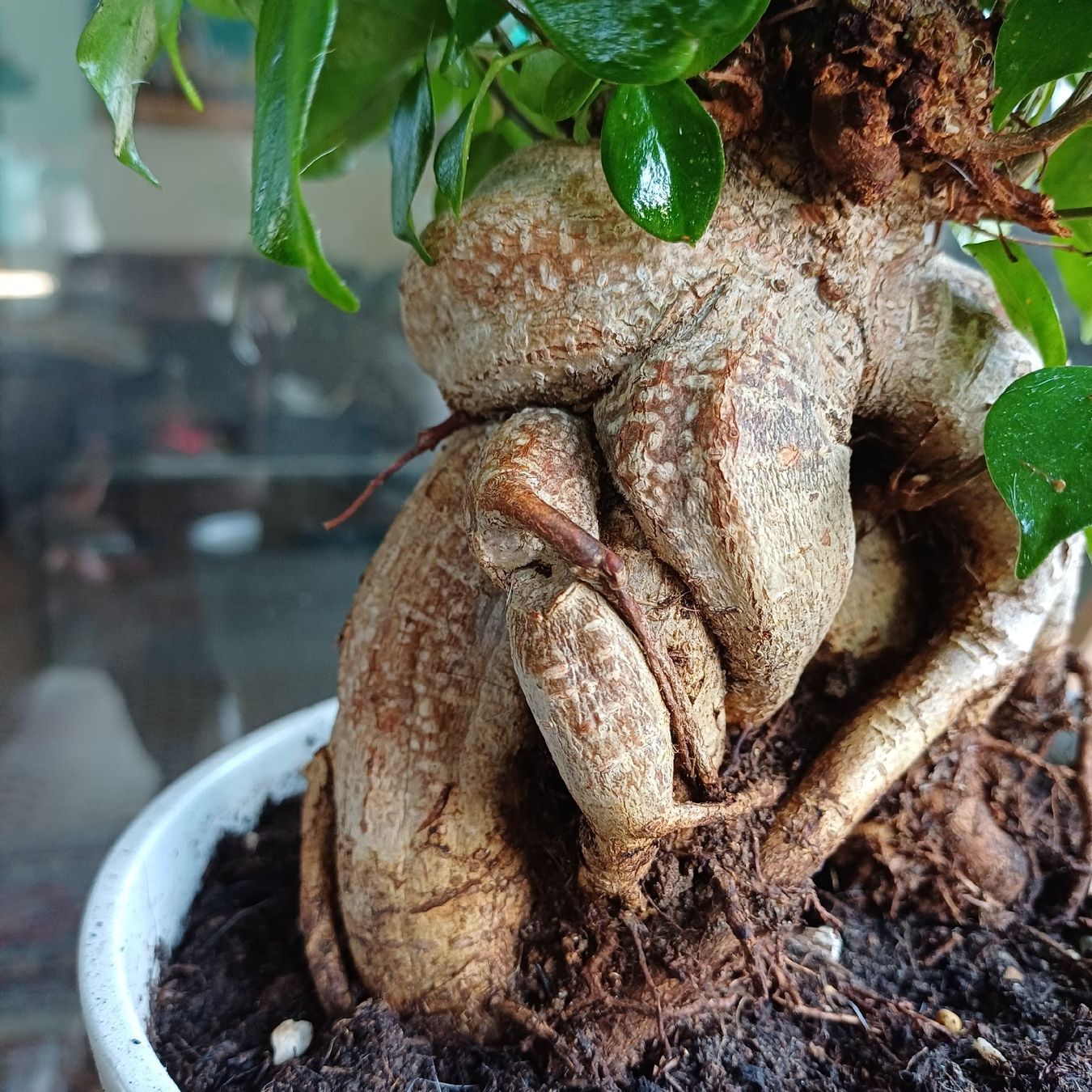 Piante & sementi: bonsai ginseng – Nuovo (secondo la descrizione) da Paradiso venduto da botanica.bruta 1