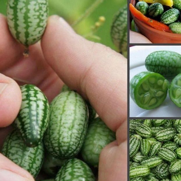 Piante & sementi: 10 SAMEN Mini-Gurke AFRIKANISCHER – Nuovo e nell'imballaggio originale da Rovio venduto da POSITIFFARTandPLANTS 5