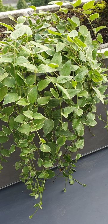 Plantes & graines: Pflanze Bodendecker Variengata immer grün Garten – Neuf (Voir description) à Stansstad par InStyle8 7