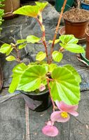 Schiefblatt (Begonia fischeri) - Pflanze