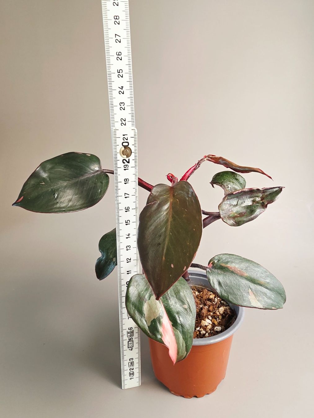 Piante & sementi: Philodendron Pink Princess – Nuovo (secondo la descrizione) da Gerolfingen venduto da Azora 3