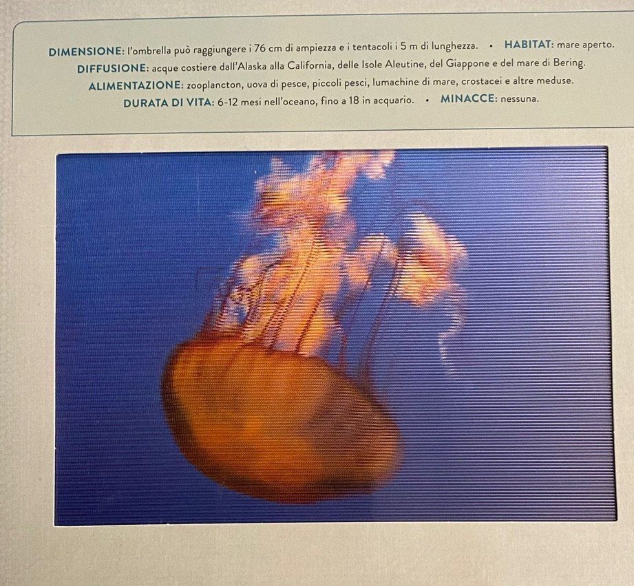 Libri: Libro OZEANI Photicular - Buch Ozean Photicular-Effekte – Usato da Winterthur venduto da Secondhand-Family 3