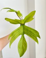 Philodendron Florida Ghost🤩