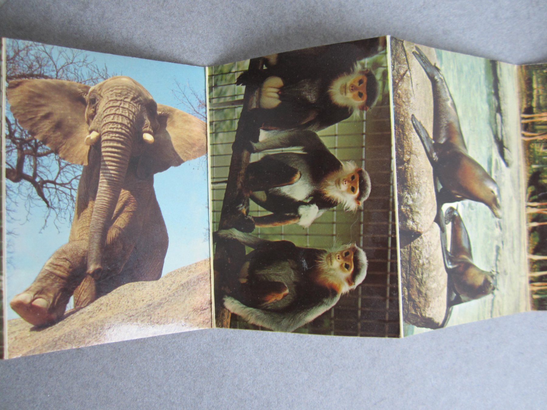 Ansichtskarten: Carte Zoo Basel – Neu (gemäss Beschreibung) aus Tramelan von Tors 5