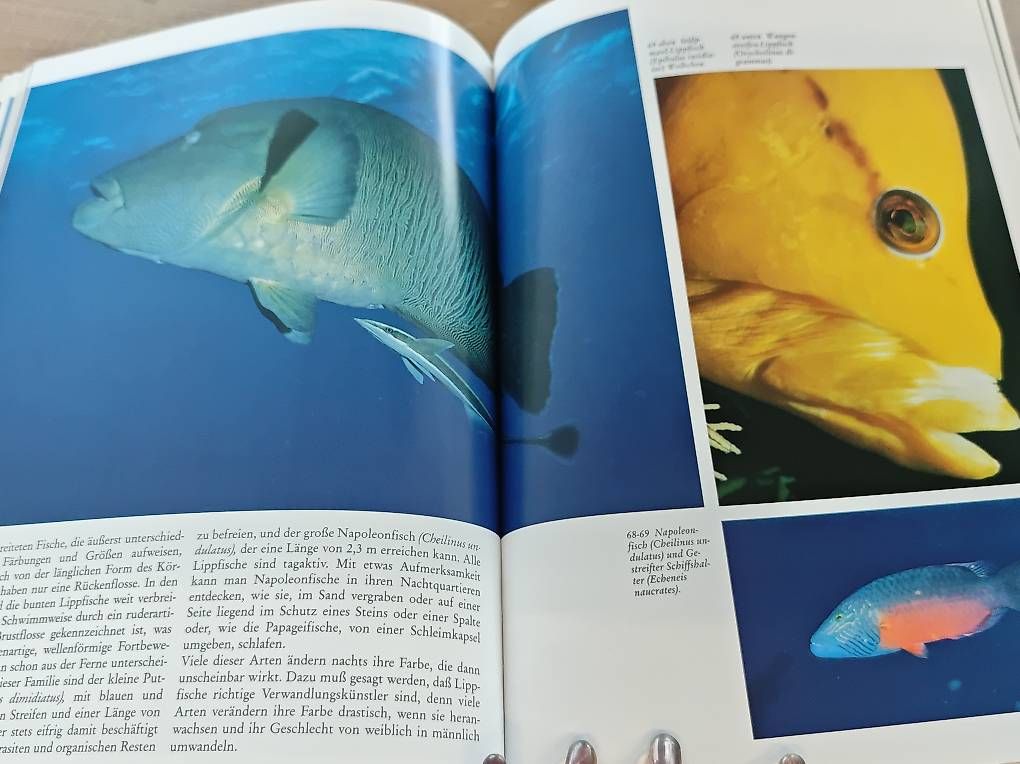 Libri: Das rote Meer – Usato da Kirchdorf AG venduto da Aloe11 1