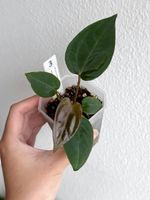 Anthurium Mr. Worldwide X Zara × (Michelle × Zara) #3