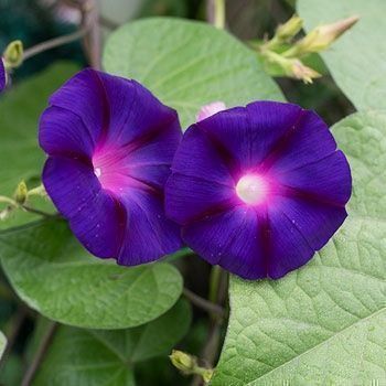 Pflanzen & Samen: 50 Samen Prunkwinde GRANDPA OTT Blume – Neu (gemäss Beschreibung) aus Ehrendingen von VerveinaSamen 6