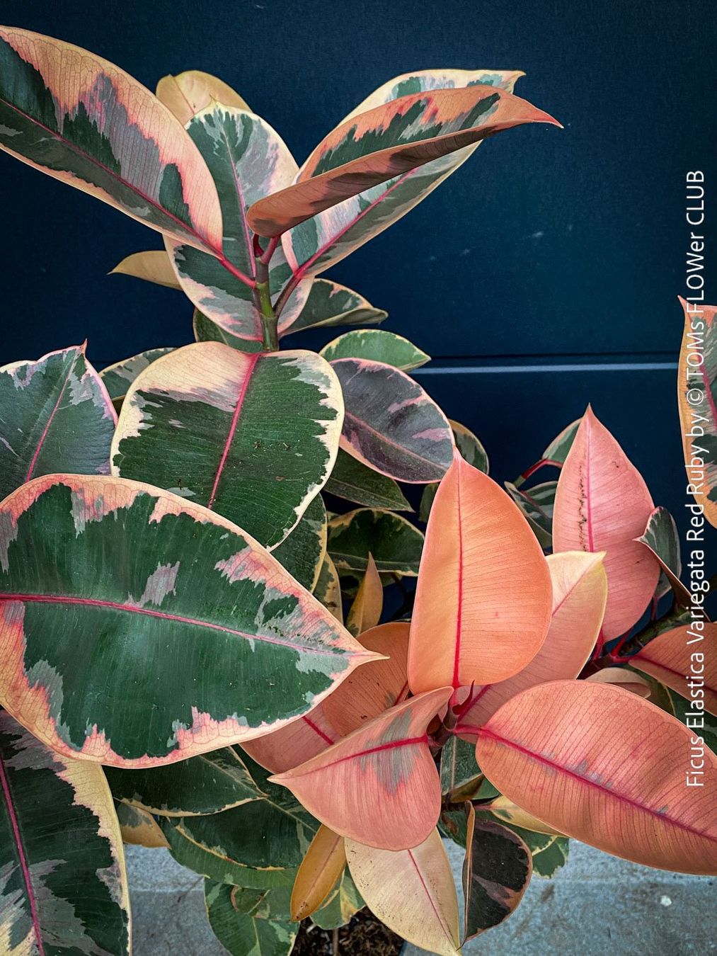 Piante & sementi: Ficus Elastica Variegata Red Ruby - rund 140cm Bäumchen – Nuovo e nell'imballaggio originale da Adliswil venduto da astom369 8