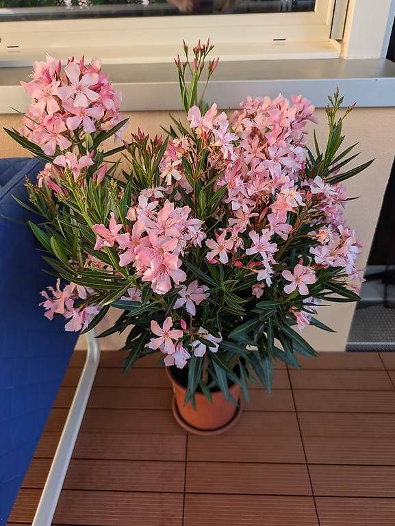 Piante & sementi: 2 Oleander ca.1m Pflanze Blume – Usato da Frauenfeld venduto da Yuriy 1