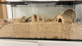 Hamster cage glass enclosure with accessories used