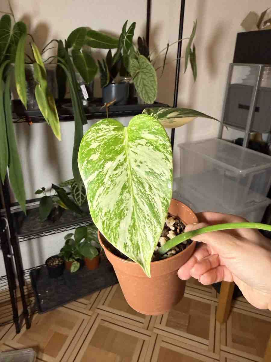Piante & sementi: Monstera Deliciosa Variegata – Nuovo (secondo la descrizione) da La Chaux-de-Fonds venduto da Xastera_ 1
