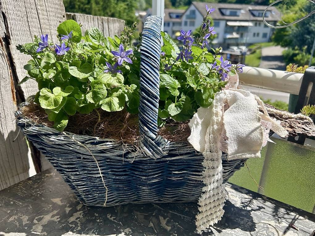 Plantes & graines: Glockenblumen im Korb  – D'occasion à Frauenfeld par Irene.Schuppli