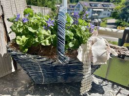 Glockenblumen im Korb 