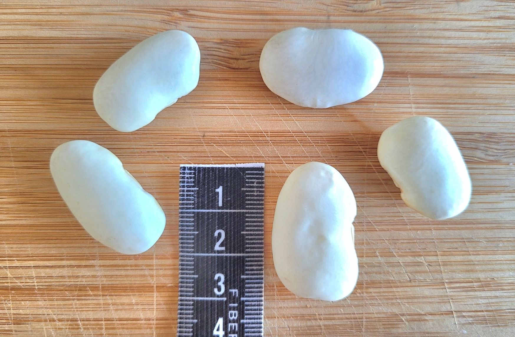 Cibi & Specialità: Griechische Riesenbohnen 'Gigantes' – Nuovo (secondo la descrizione) da Zürich venduto da The_Plant_Wizard 2
