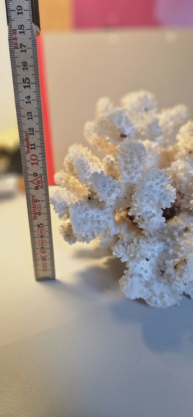 Fossili: Echte Koralle, Steinkoralle  – Usato da Belp venduto da Ginus85 5