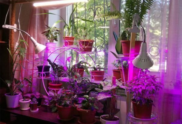 Piante & sementi: Pflanzen Gemüse Wachsen Lichter 200 Led – Nuovo e nell'imballaggio originale da Unterägeri venduto da RmOnline 8