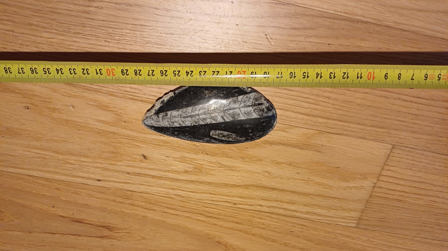 Fossili: Fossil Orthoceras – Usato da Oberneunforn venduto da Bumbam 1
