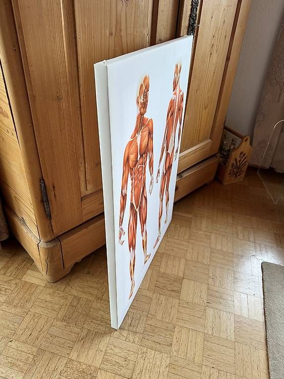 Poster & Bilder: Bild von Muskelmensch 80x60cm – Gebraucht aus Hasle b. Burgdorf von Gldi 2