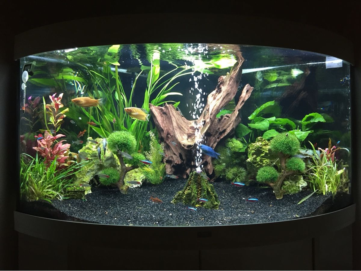 Juwel Aquarium: JUWEL Trigon 350 Liter – Gebraucht aus Berikon von MLukethe1st 2