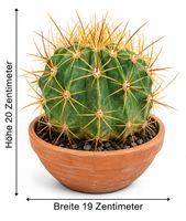 🌵 Großer Zierkaktus im Terrakottatopf – Gesunde Sammlerpfla