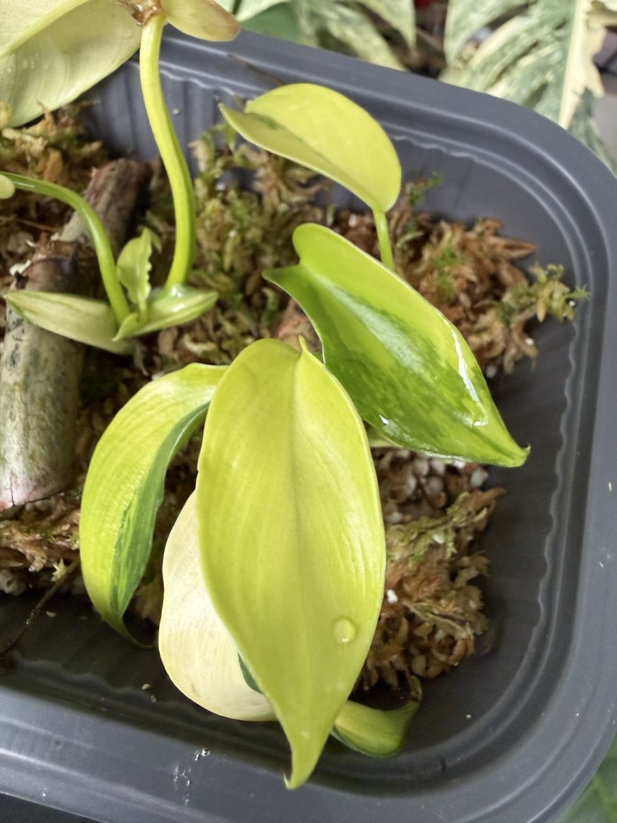 Piante & sementi: Philodendron Florida Beauty  – Usato da Morlon venduto da lucius.greenery 3